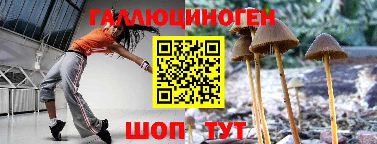 Тосно  Псилоцибиновые грибы Psilocybe  даркнет сайт  Вход с VPN 